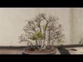 Place - Japanese Bonsai Garden at the National Arboretum Place - Japanese Bonsai Garden at the National Arboretum