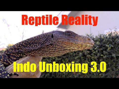 YouTube reptile video
