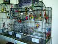 Cockatiel Cage Set-up