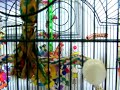 Cockatiel Cage Set-up Cockatiel Cage Set-up