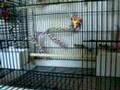 Cockatiel Cage Set-up