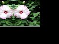 Mantrasflores