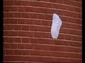 American beauty (extrait)