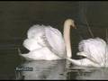 videos de Cisne vulgar ( Cygnus olor )