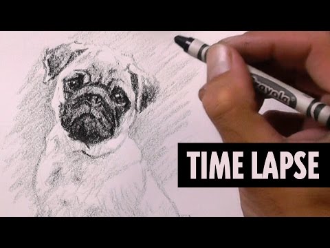 how to draw pugs