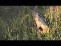 Canon XH-A1 Native Footage