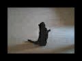 Kitty Gets A Surprise! Kitty Gets A Surprise!
