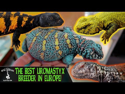 YouTube reptile video