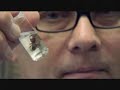 False widow spiders