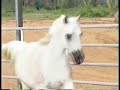 Arabian Horses!! All the pretty little ponies