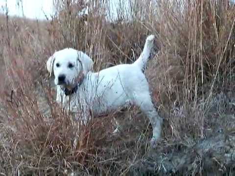 Lab puppies play and cross water