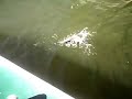 Smallmouth bass action fishing from my boat on a sunny day