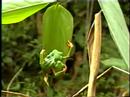 Desova de Phyllomedusa distincta com um macho extra.Instituto Rã-bugio para Conservação da BiodiversidadeJaraguá do Sul, SC http://www.ra-bugio.org.br