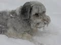 Polish lowland sheepdog eating snow Polish Lowland Sheepdog