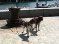 Ayla + Luzy barking in Fecamp / France