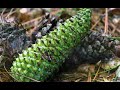 Peachtree Rock Heritage Preserve: Longleaf Pine Ecosystem