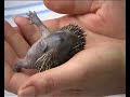Wildlife Aid Open Day 2007 (Wildlife SOS)