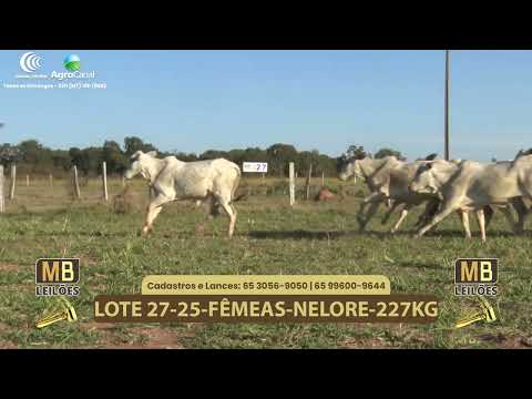 548� LEIL�O VIRTUAL MB LEIL�ES