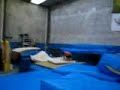 Rodrigo - Salto - Gin�stica Ol�mpica
