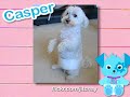Ultra Kawaii - Diaper Pets!