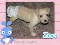 Ultra Kawaii - Diaper Pets!