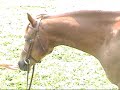 2003 registered section b welsh pony. chestnut with flaxen mane and tail. (rowfantina high hopes x thorah lexus )
for sale. (908)875-5740