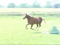 2003 registered section b welsh pony. chestnut with flaxen mane and tail. (rowfantina high hopes x thorah lexus )
for sale. (908)875-5740