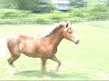 2003 registered section b welsh pony. chestnut with flaxen mane and tail. (rowfantina high hopes x thorah lexus )
for sale. (908)875-5740