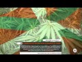 EL PAIS VASCO QUIERE LEGALIZAR EL CANNABIS