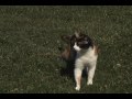 A mockumentary of Elon's legendary Squirrel King by Eva Hill and Celeste Smith. Enjoy!
