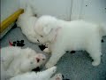 CHIOT port�e call me: calia