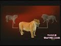 el felino mas grande del mundo el felino mas grande del mundo