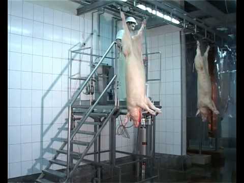 svinje - LFCO.OPREMA DOO BEOGRAD MAŠINE I OPREMA ZA PREHRAMBENU INDUSTRIJU I HCCP STANDRARD Kontakt informacije: Miška Jovanovića 16-18, 11010 Beograd E-mail: komerci...