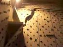 backflip