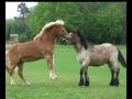 Funny horses 2 humour cheval 2 Funny horses 2 humour cheval 2