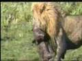 Two Male lions kills Hyena
