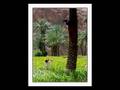Iran from persian gulf to alborz