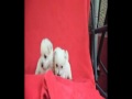 westie aysa