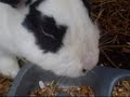 puput - WebsFinland.com