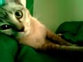 Namwaan mycat playing at thanyaburi thailand 1