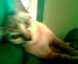 Namwaan mycat playing at thanyaburi thailand 1