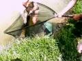 Big Carp Fishing Banovsko jezero Kutina Saran 29 kg-Pihma