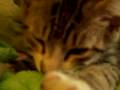 videos de Kitten Nursing