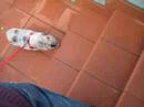 susy pig scale salita!!