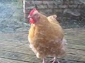 The hen cockerel