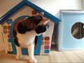 前回のビデオでは、ボロボロになって天面が凹んでしまっているユッケの箱（House）を紹介しました。その後、天面を補強し、さらに新しい家も用意してあげました。が・・・；（^-^；●She(Yukke) talks to birds every day. There is her on her favorite box then. However, this box was old and was broken. I repaired a box and made the upper part strong. But, it is ...■ It is the day when she met me for the first time.http://calico4u.blog36.fc2.com/blog-date-20081015.html■ http://calico4u.blog36.fc2.com/ ←blog はこちらです。この動画は Corel VideoStudio 12 Plus という動画編集ソフトで編集しています。 (MP4 形式でエンコードしています。)