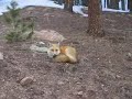 Fox Nap
