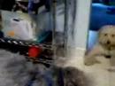 Two observant puppies