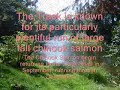 Trask River Salmon