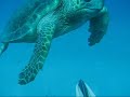 Freediving with an Amazing Loggerhead Turtle Freediving with an Amazing Loggerhead Turtle